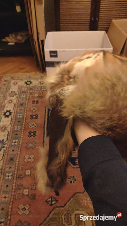 Trochę zwariowana czapka uszanka z futra Warszawa sprzedam