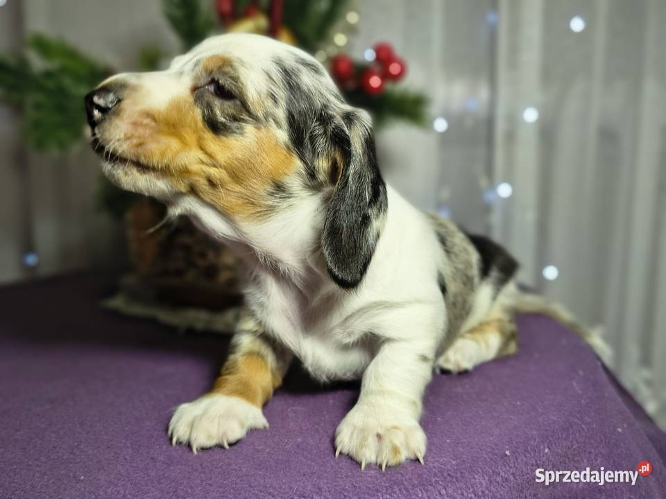 Jamnik suczka Żychlin