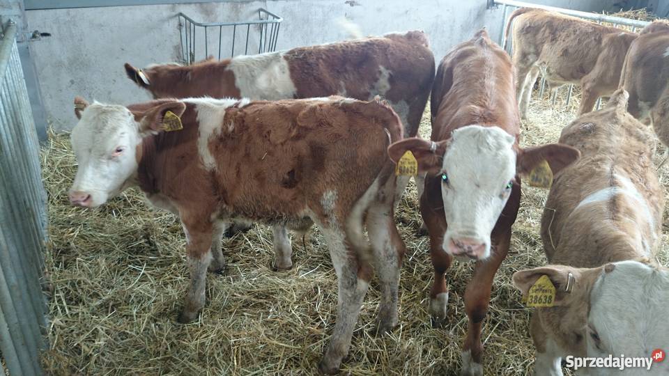 Byczki simental 100 Złotniki Kujawskie