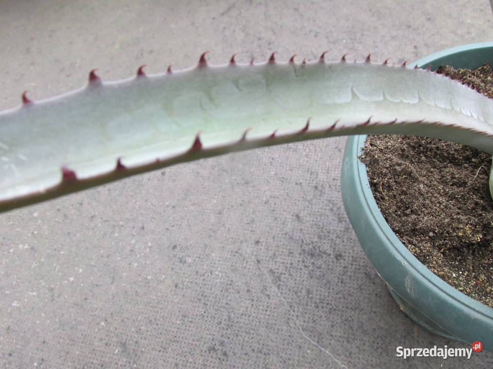 Rzadka agawa Agave cerulata Nelsonii mróz 9C Kraków