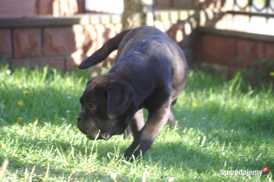Cane Corso FCI suczka mocna budowa Chęciny sprzedam