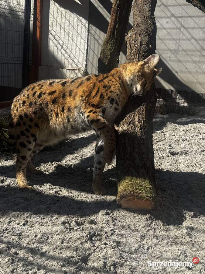 Sprzedam serwala sawannowego Pozostałe Kraków