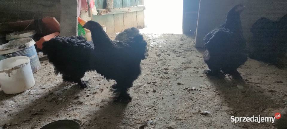 Kury kochiny olbrzymi czarne Tokarówka