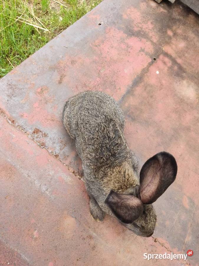 Mieszańce Belgijskie mięsne Jasieniec