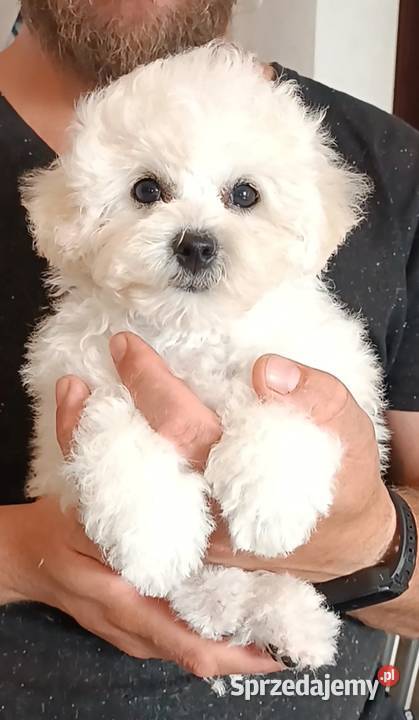 Szczeniaki Bichon Frise Fci ZKwP Tuchola sprzedam