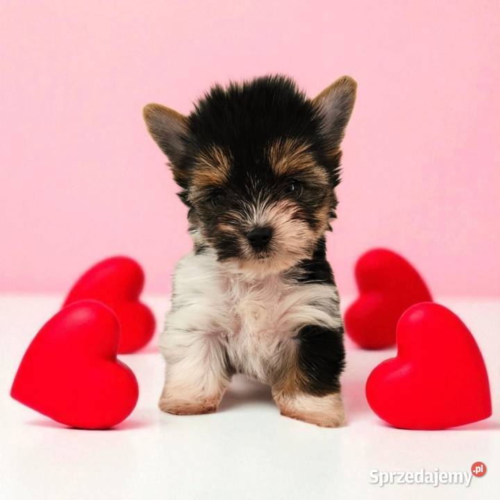 Piękne maleństwo Suczka York Biewer Rodowód sprzedam