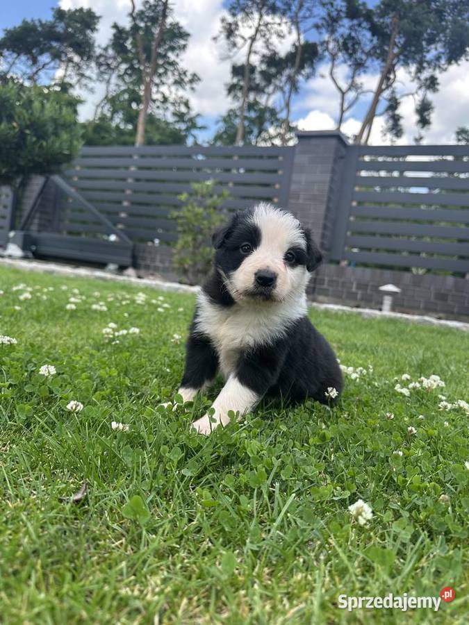 Border Collie szczeniaki FCIZKwP Krzeszyce