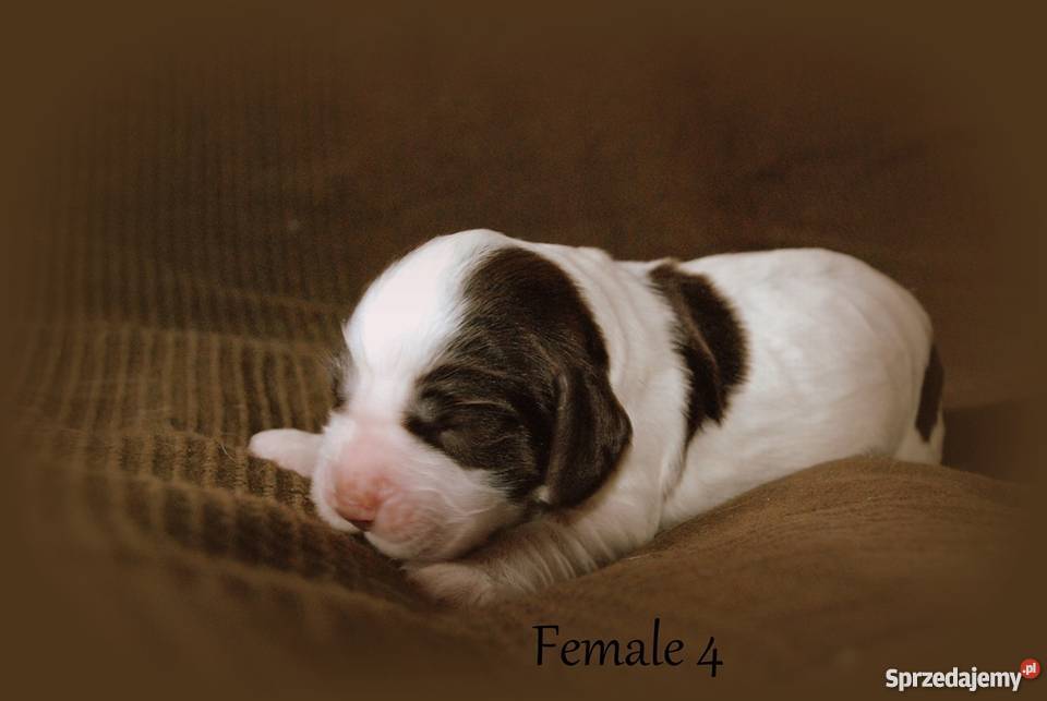 Szczenięta Springer Spaniel Angielski ZKwP Golina