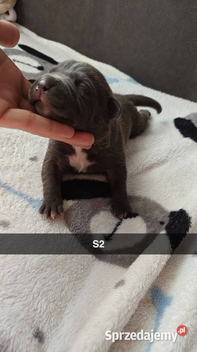 Amstaff Szczeniąta Błękitno Płowe Liliowe Blue łódzkie