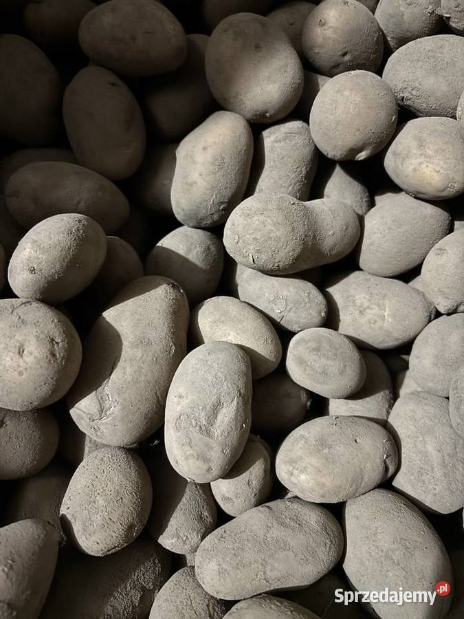 Ziemniaki jadalne Quenn Anna śląskie