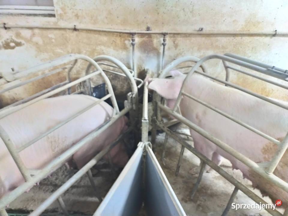 Kojce do loch Całość Trzoda chlewna wielkopolskie Pobiedziska