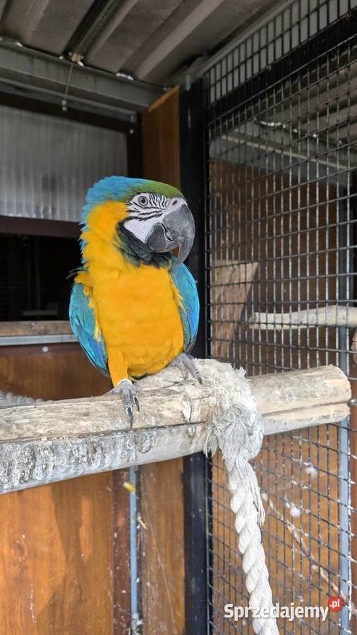 Ara Ararauna Ornontowice