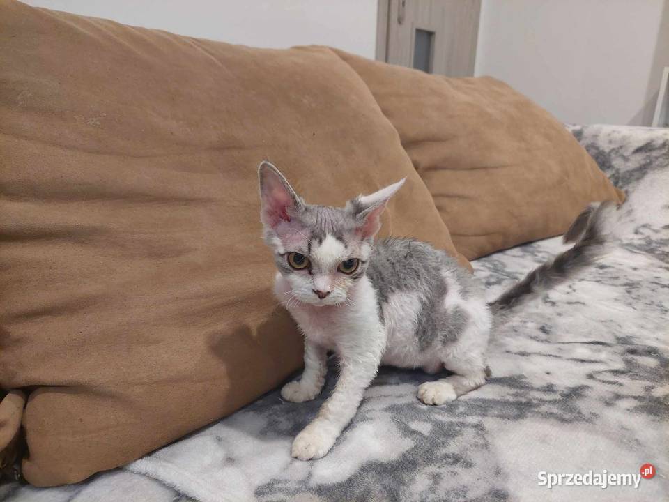 Kocurek Devon Rex Jawor