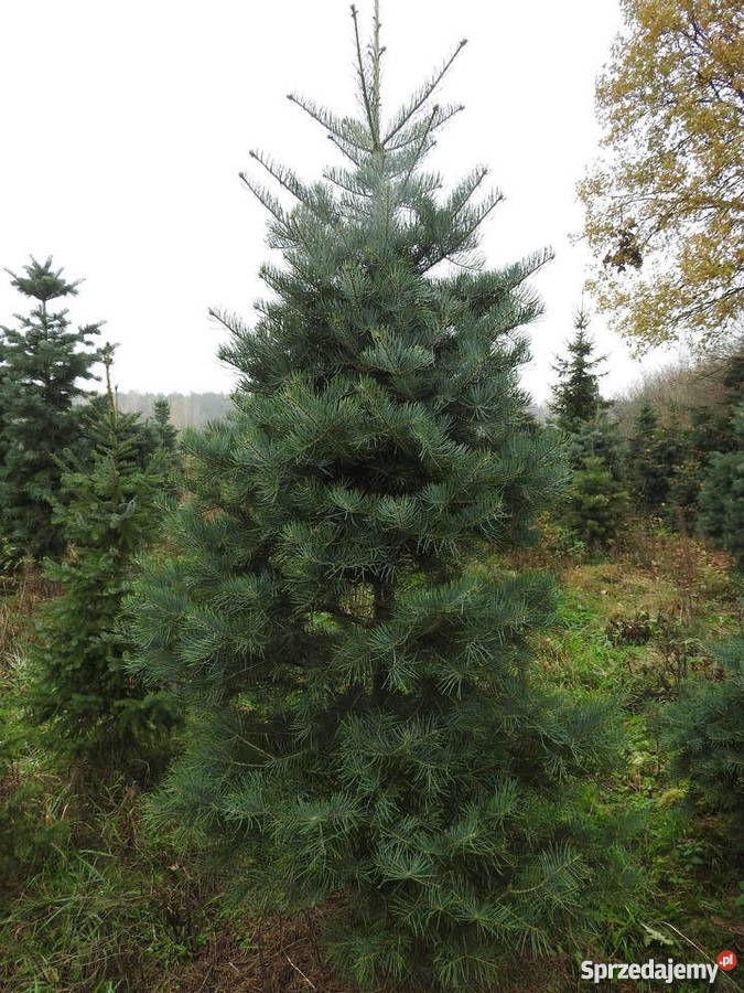 Sosna czarna jodła do nasadzeń Opole