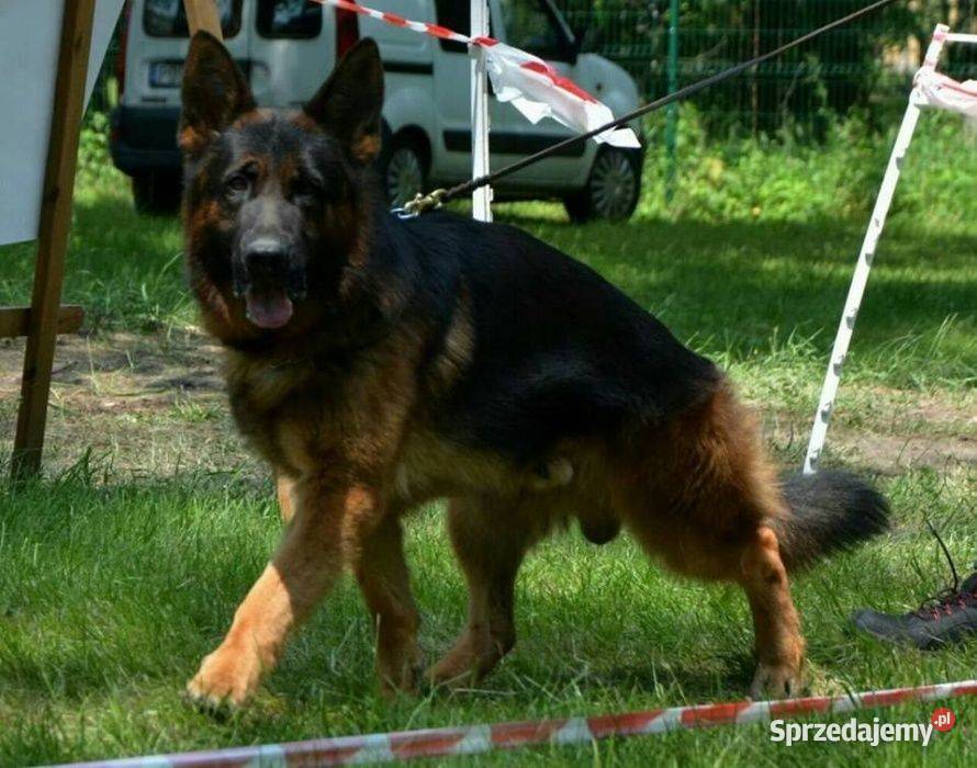 Owczarek Niemiecki ZKwP FCI Ostrów Wielkopolski