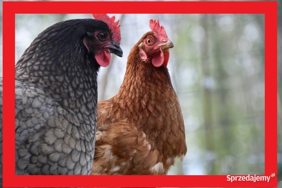 kury nioski indyki gołębie ptactwo Gocłowo