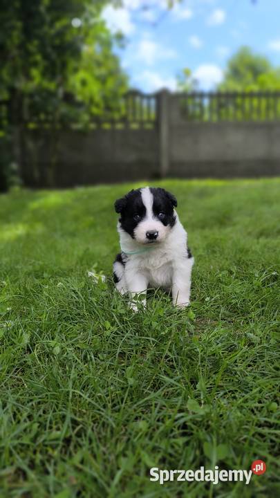 Border Collie czekoladowej matce do rezerwacji śląskie Ostrowy nad Okszą sprzedam