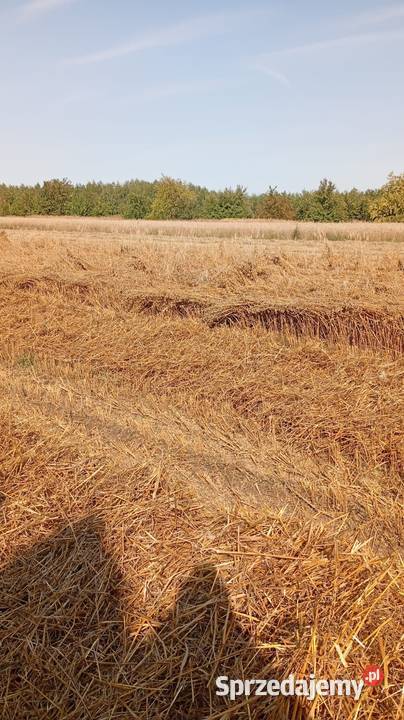 Owies ozimy Pacanówka sprzedam