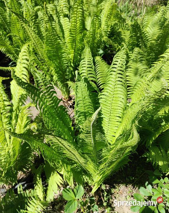 Paproć ogrodowa Rośliny Aleksandrów Łódzki