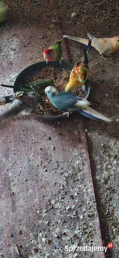 Modrolotkikozypara Szlichtyngowa