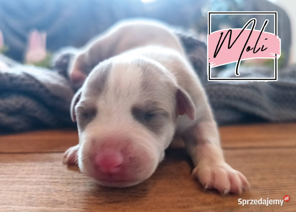 Moli Whippet na sprzedaż piękne rasowe zdrowe wielkopolskie Poznań sprzedam
