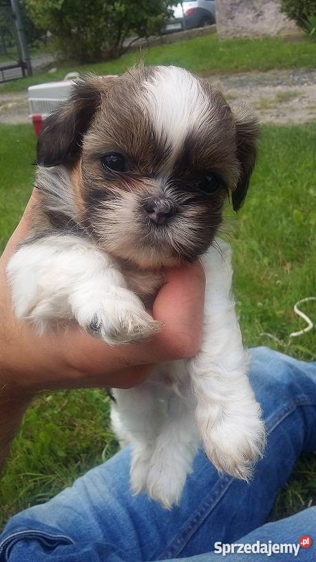 Szczeniaczki SHIHTZU Lubin