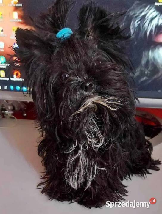 York terrier Black piesek Kazimierz Dolny