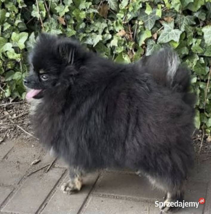 Suczka pomeranian 2 lata