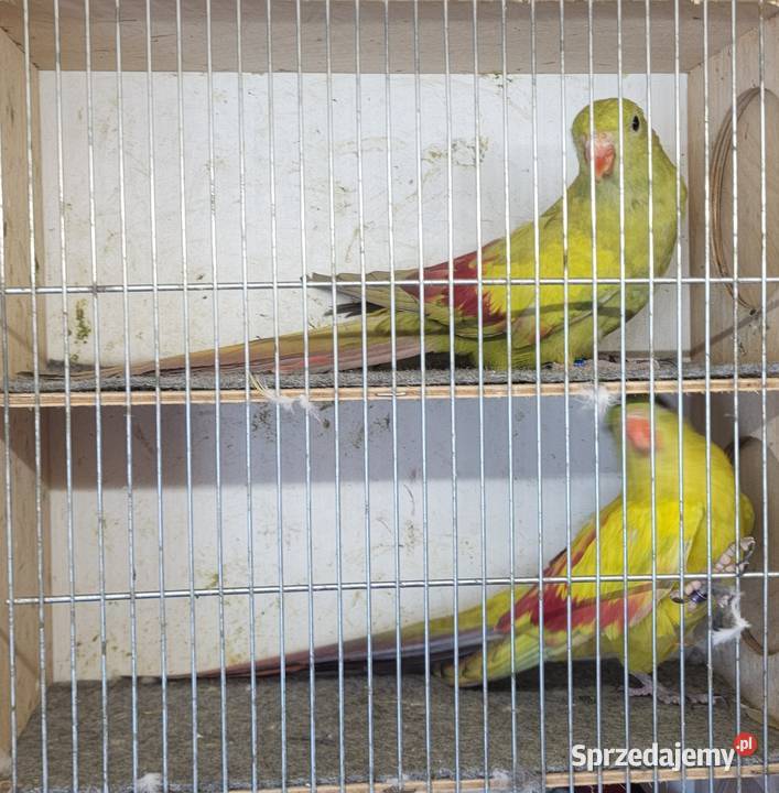 Sprzedam papugi rozelle królewskie górskie Nowy Sącz