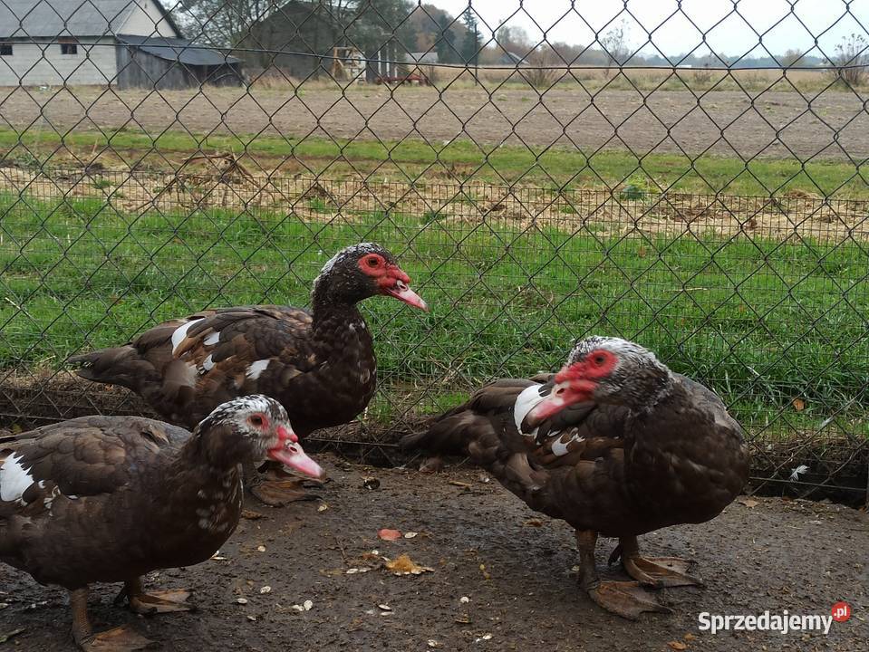 Kaczki i kaczory francuskiepiżmowe czekoladowe Krasnystaw