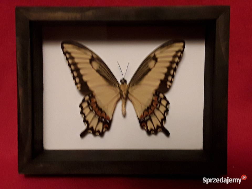 Motyl w ramce 15 x 12 Papilio astyalus 95 mm zachodniopomorskie