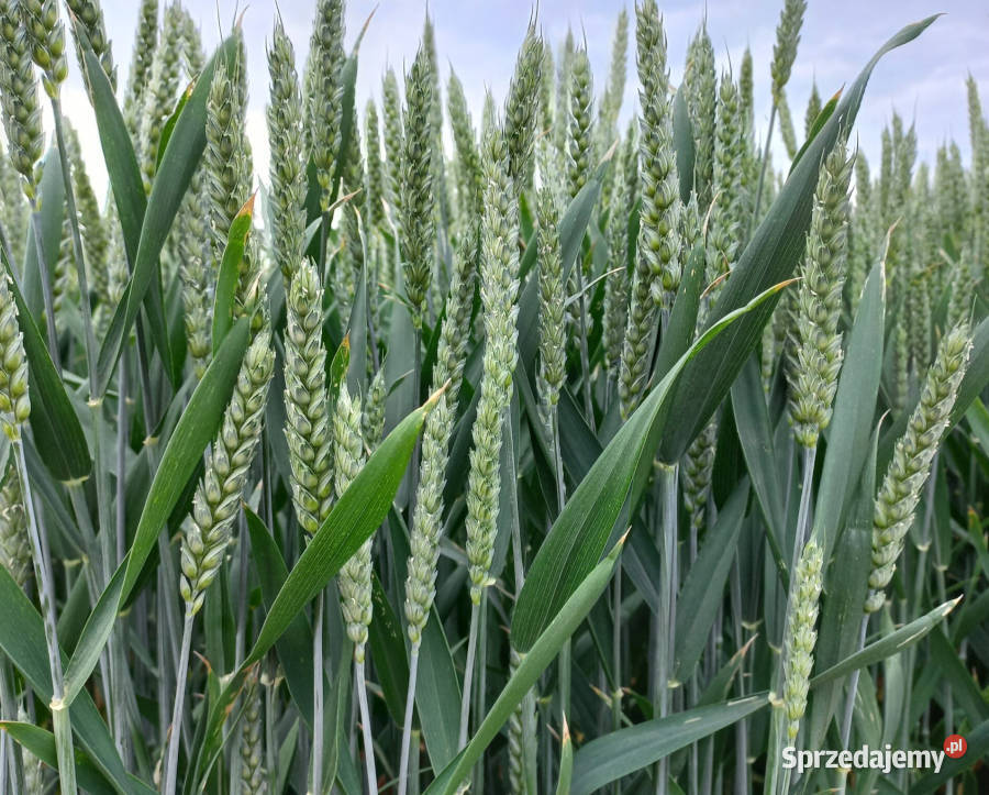 Pszenica ozima Alegoria odporna na szuszę Zboża Wieluń