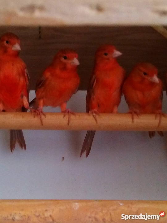 kanarki agaty 2017 Wołomin