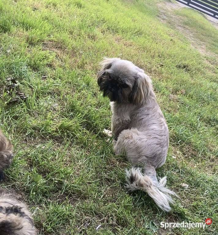 reproduktor shih tzu Grunwald
