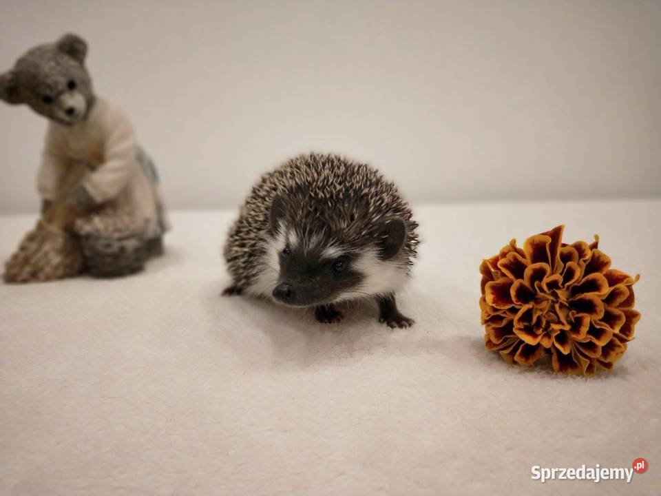 Jeż pigmejski afrykański małe języki Rybnik