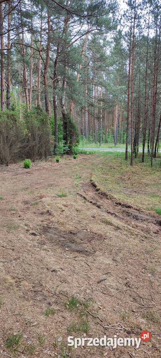 Działka leśna 242 ha całkowitym wyrębie drzew Daniłówka Druga