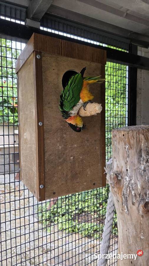 Amazonka Barwinka para lęgowa Ornontowice