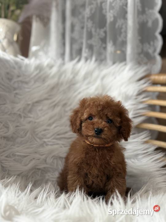 Pudel Toy szczeniaki Pozostałe Polanka Wielka