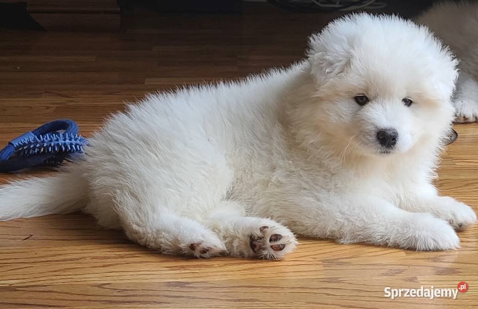 Samoyedsamojed sczeniaki ZKwP FCI hodowla Pozostałe Gliwice