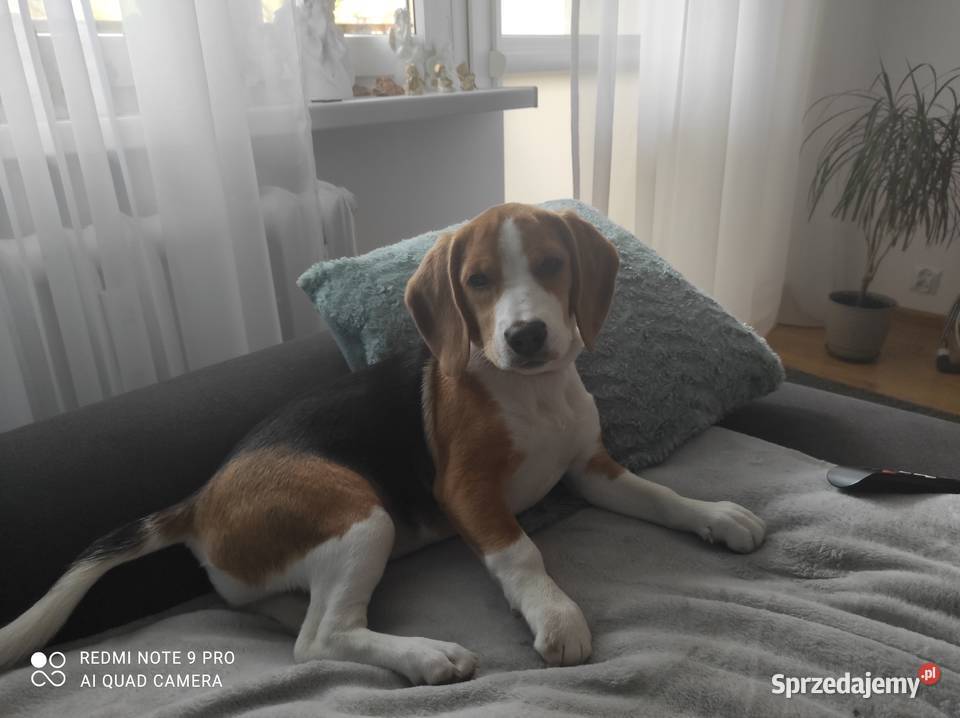 Pies Beagle Czarnków