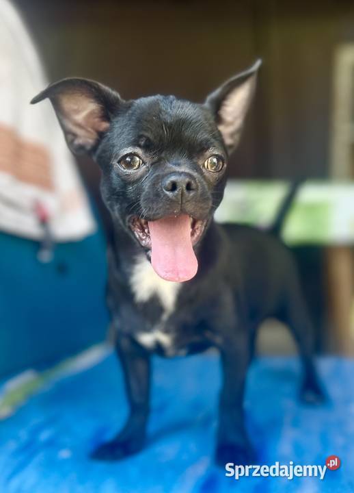 Chihuahua FCI Raczyce