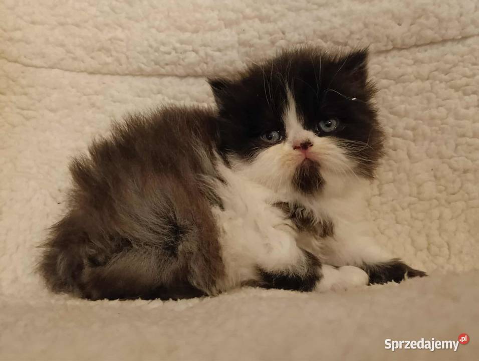 Koty perskie pers persy perski Jedlicze
