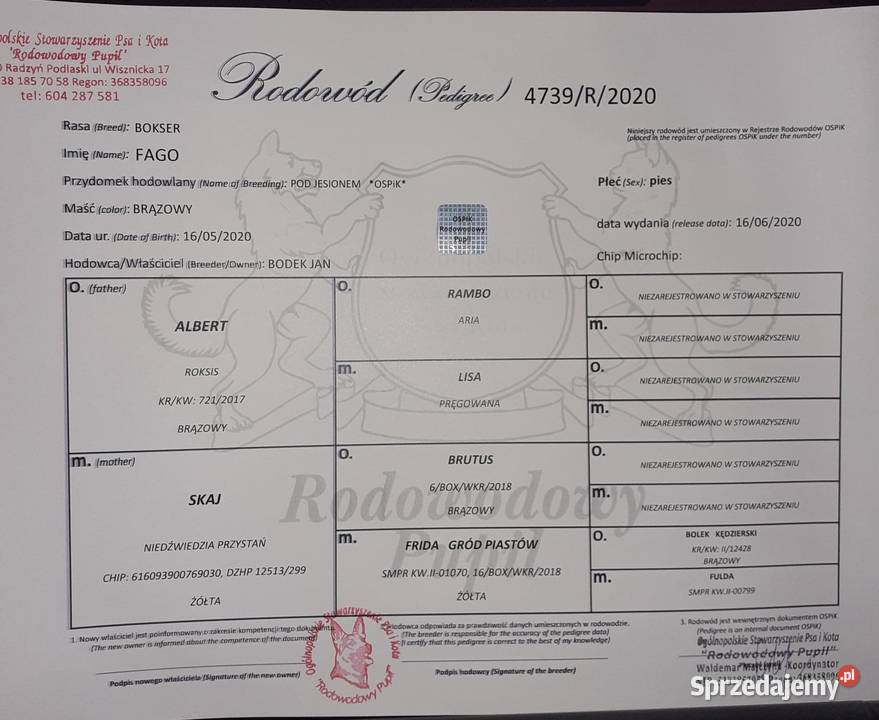 Sprzedam szczeniaki boksera Rakówka