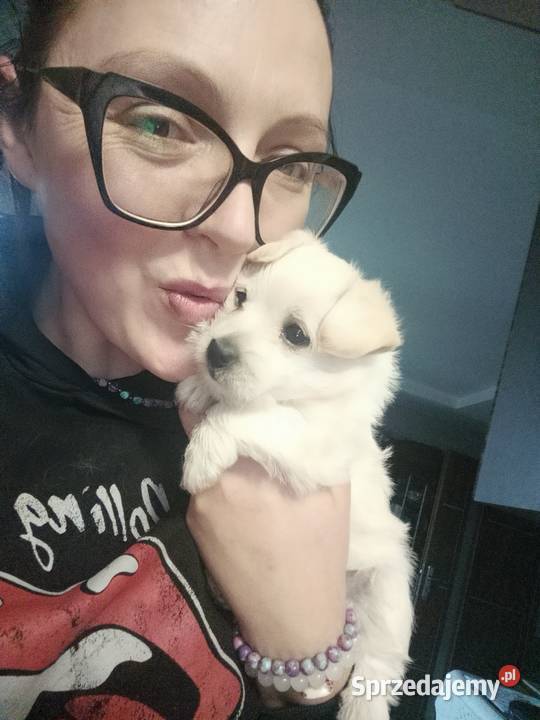 Śliczna suczka pół maltanka Chotcza Górna