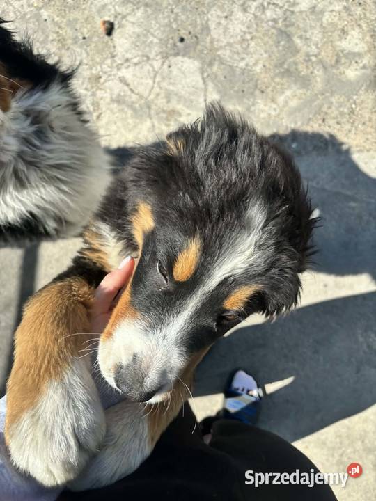 Berneński Pies Pasterski sprzedam