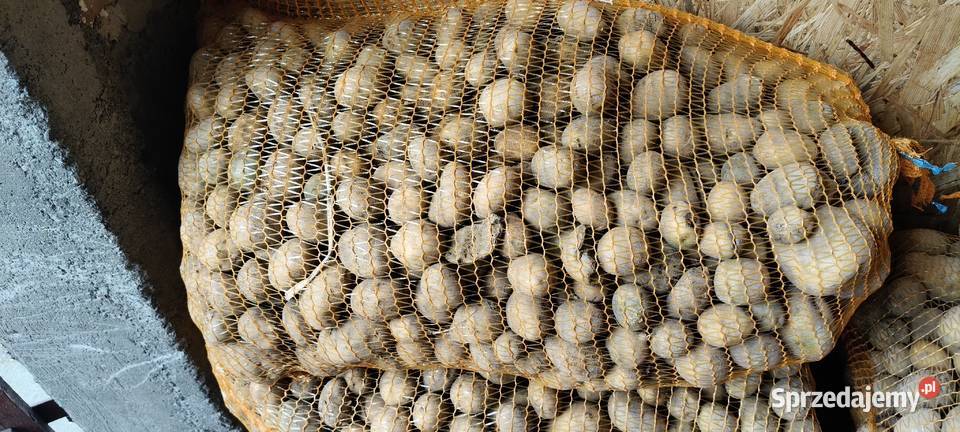 Ziemniaki paszowe Rośliny pastewne Rolnictwo podkarpackie Piwoda