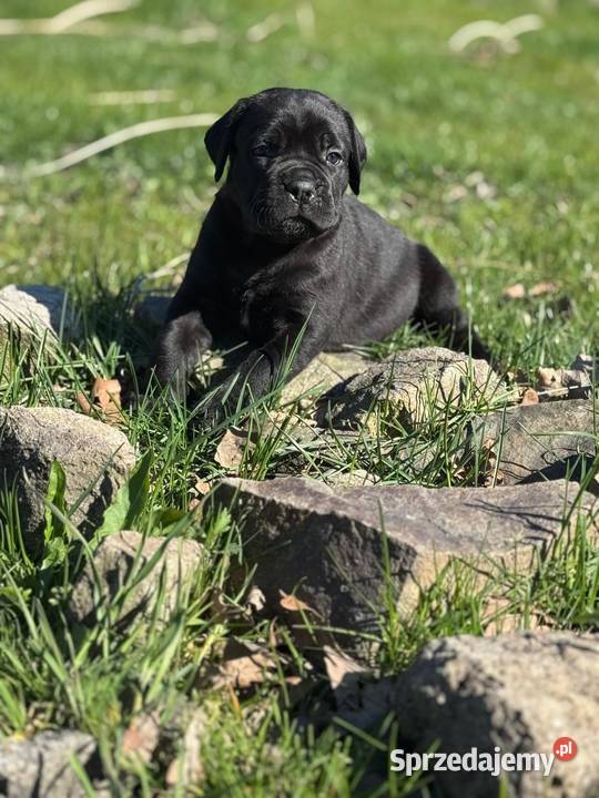 Piękna czarna suczka Cane Corso ZKwPFCI Gdańsk