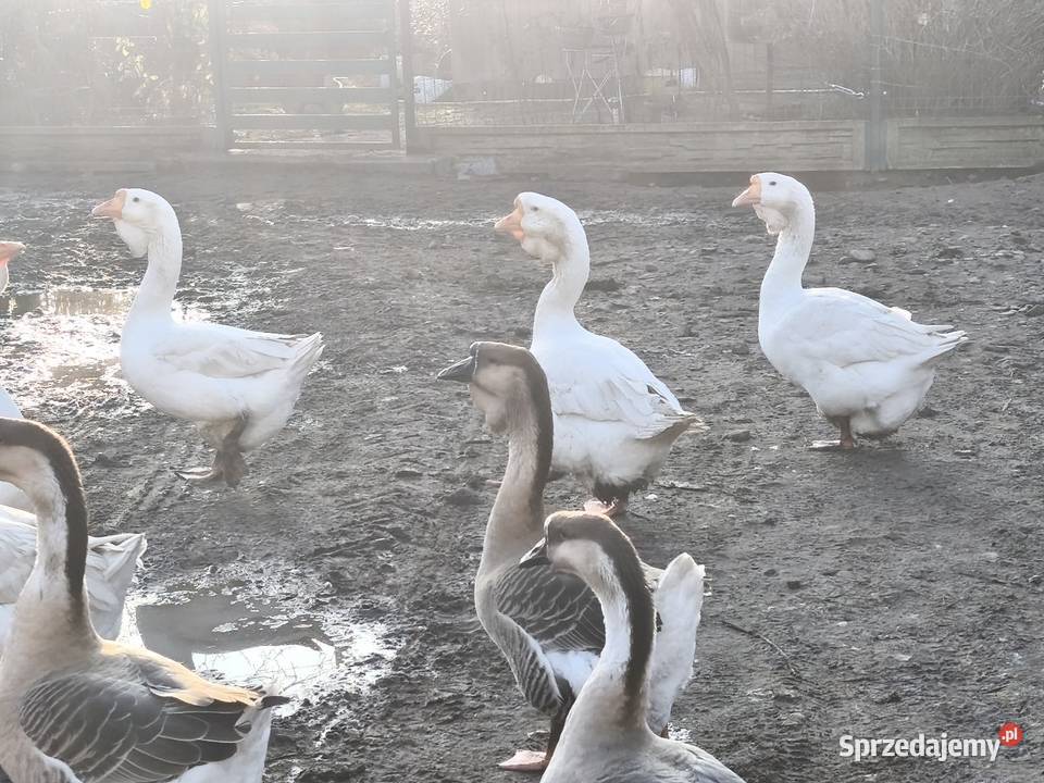 Chołmogory Bokinka Pańska