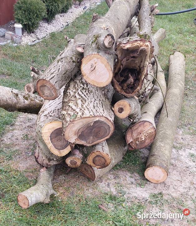 Orzech Wloski Drzewo sprzedam