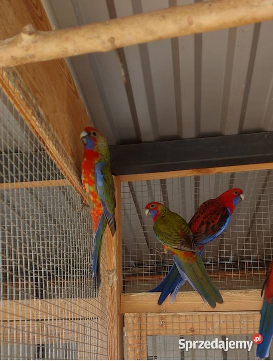 sprzedam rozelle królewskie Międzybórz